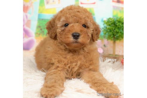 成約済の千葉県のトイプードル-211977